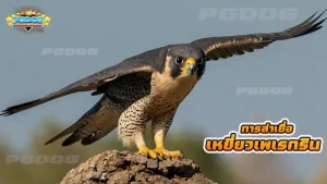 การล่าเยื่อ เหยี่ยวเพเรกริน