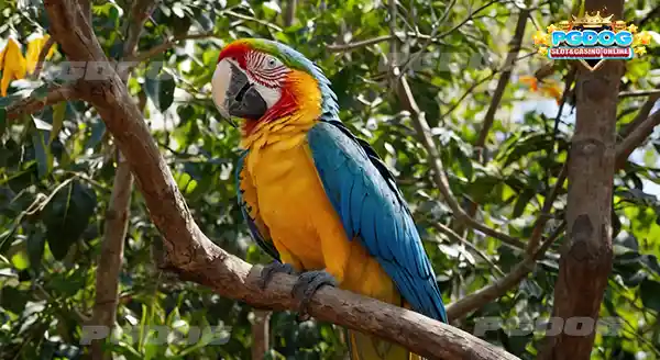 ความฉลาด นกแก้วมาคอว์