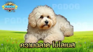 ความฉลาด โบโลเนส