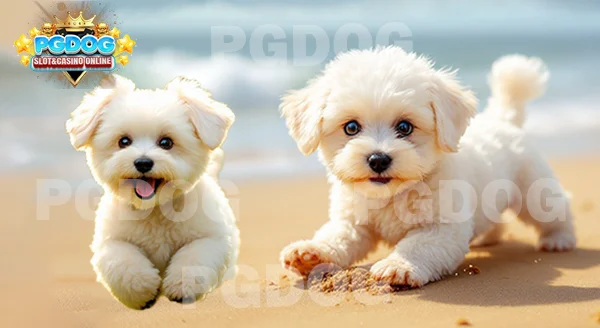 ความน่ารัก บิชองฟริเซ่