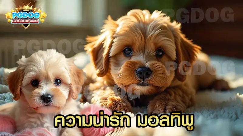 ความน่ารัก มอลทิพู