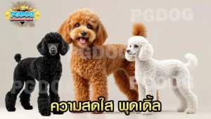 ความสดใส พุดเดิ้ล