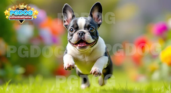 ความสดใส เฟรนช์บูลด็อก