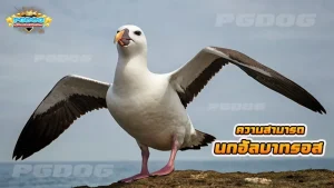 ความสามารถ นกอัลบาทรอส