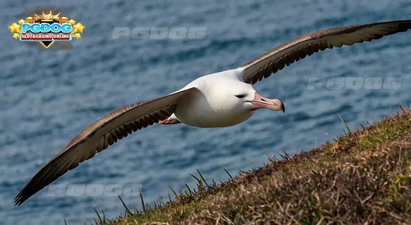 ความสามารถ นกอัลบาทรอส