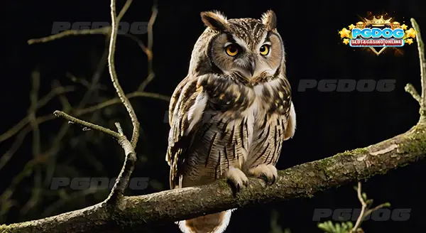 ความเชื่อ นกฮูก