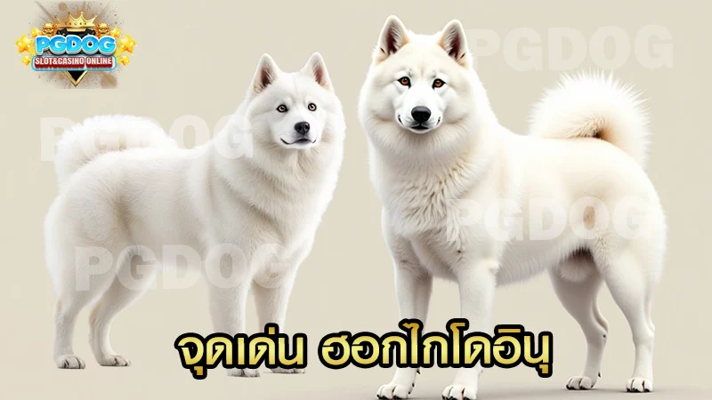 จุดเด่น ฮอกไกโดอินุ