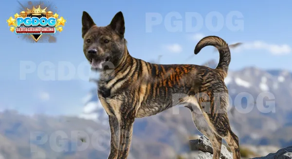 ที่มาของ ไคเค็นอินุ