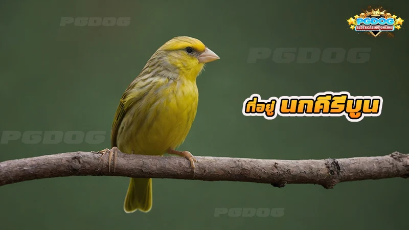 ที่อยู่ นกคีรีบูน