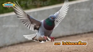 นก ไม่นิยมเลี้ยง