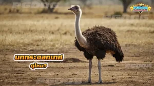 นกกระจอกเทศ ดุไหม