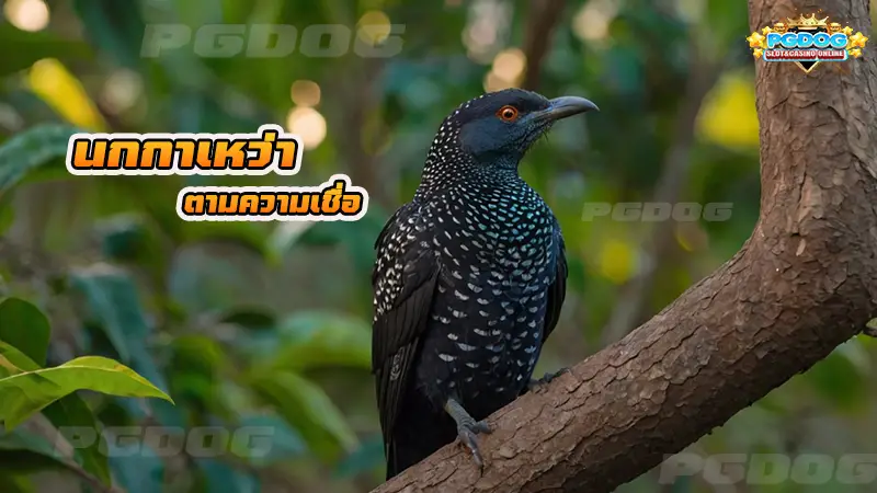 นกกาเหว่า ตามความเชื่อ