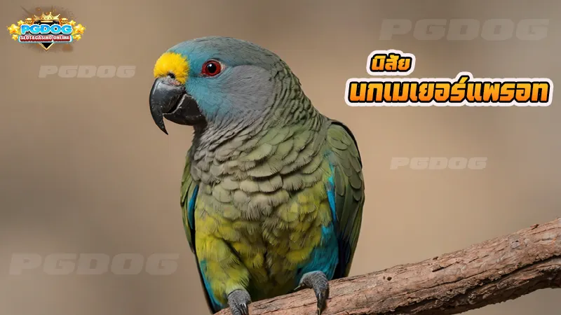 นิสัย นกเมเยอร์แพรอท