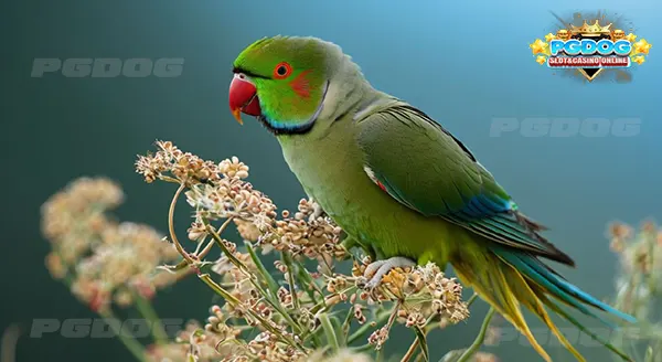 นิสัย นกแก้วริงเน็ค