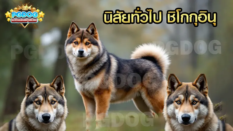 นิสัยทั่วไป ชิโกกุอินุ