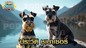 ประวัติ ชเนาเซอร์