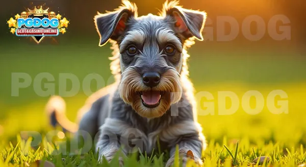 ประวัติ ชเนาเซอร์