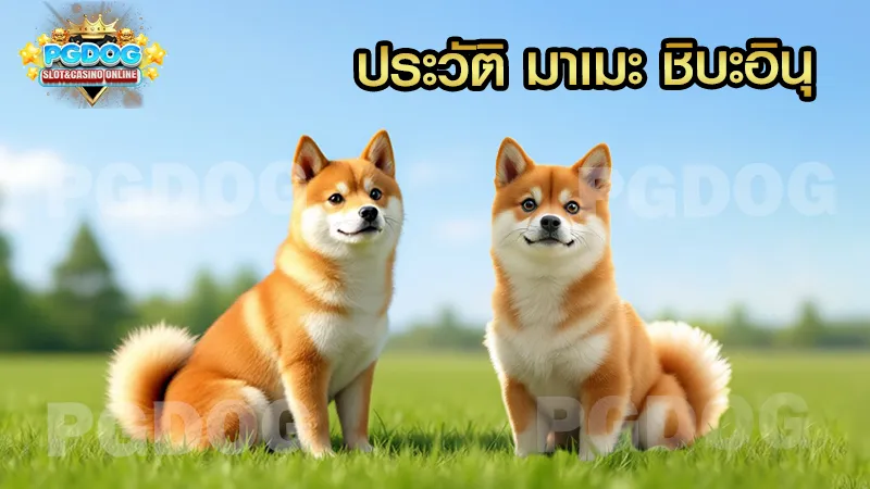 ประวัติ มาเมะ ชิบะอินุ