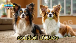 รวมข้อดี ปาปิยอง