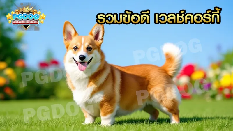 รวมข้อดี เวลช์คอร์กี้