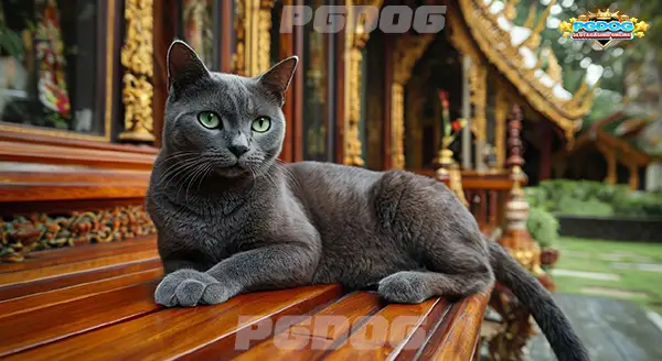 ลักษณะ แมวแซมเสวตร