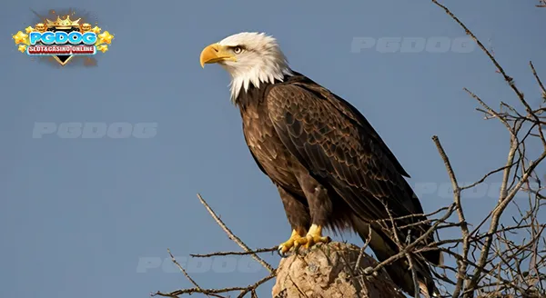 สัญลักษณ์ นกอินทรี