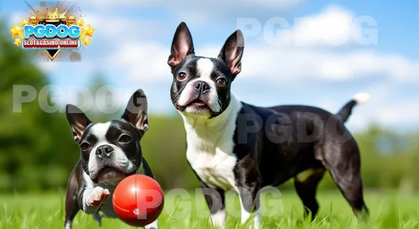 เจ้าตูบ บอสตัน เทอร์เรีย