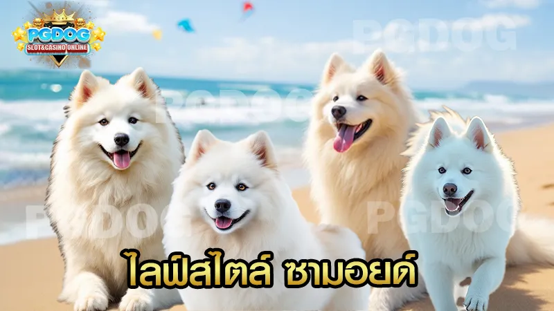 ไลฟ์สไตล์ ซามอยด์