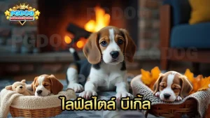 ไลฟ์สไตล์ บีเกิ้ล