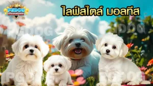 ไลฟ์สไตล์ มอลทีส