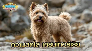 ความสดใส เครนเทอร์เรีย