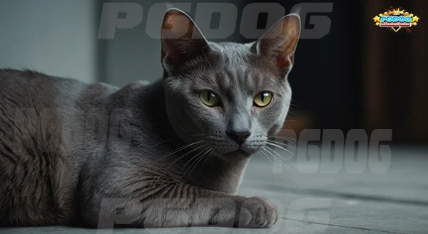 ดวงตา เจ้าเหมียว