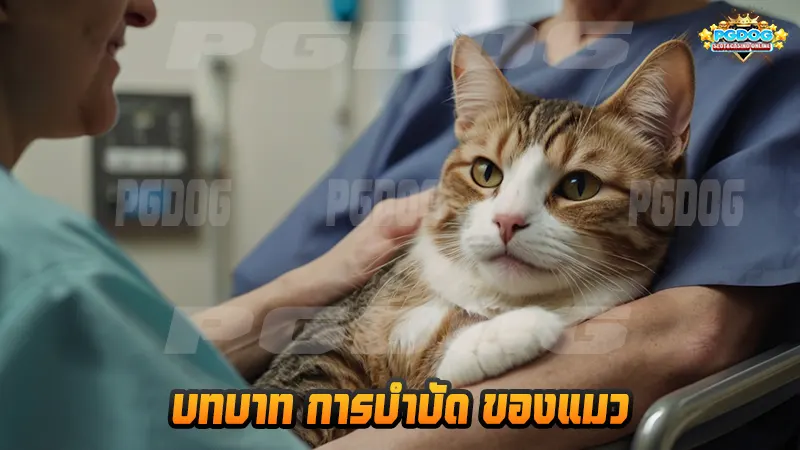 บทบาท การบำบัด ของแมว