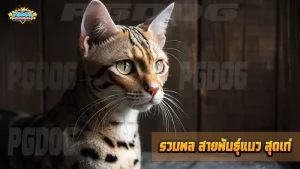 รวมพล สายพันธุ์แมว สุดเท่