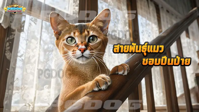 สายพันธุ์แมว ชอบปีนป่าย