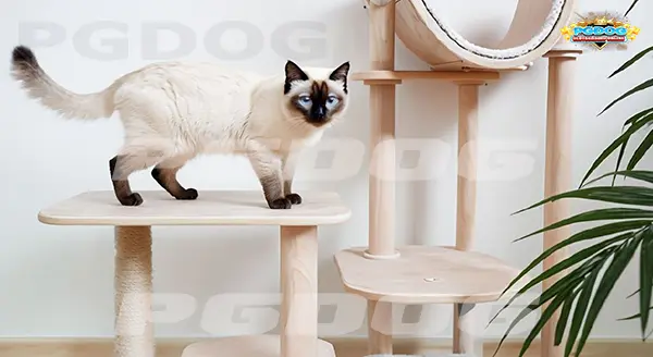 สายพันธุ์แมว ชอบปีนป่าย