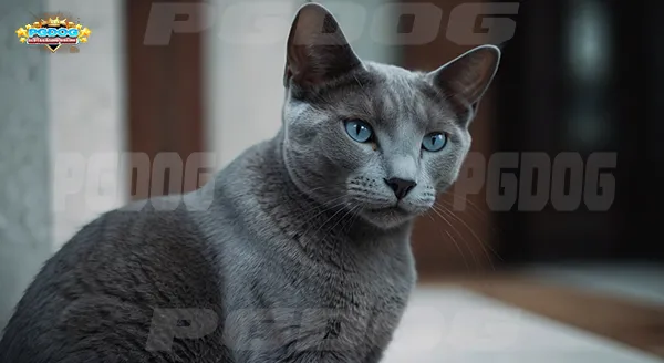 สายพันธุ์แมว ไม่ก่อภูมิแพ้