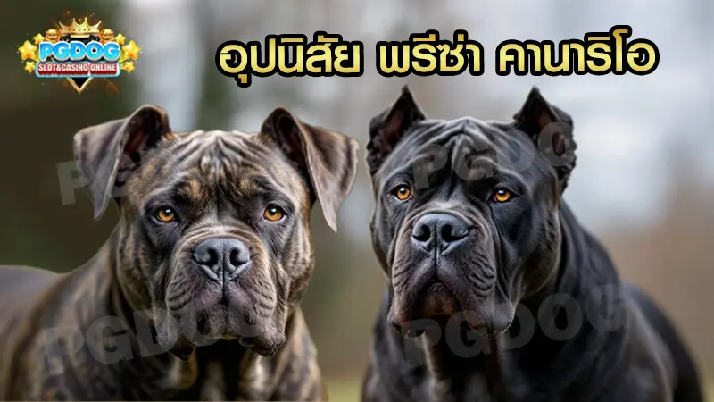 อุปนิสัย พรีซ่า คานาริโอ