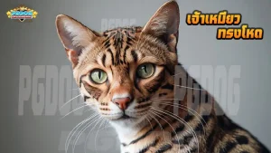 เจ้าเหมียว ทรงโหด