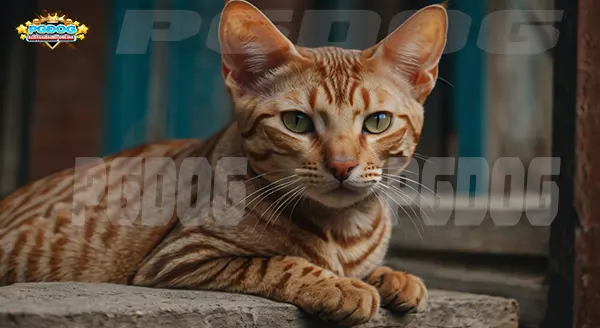 เจ้าเหมียว ทรงโหด