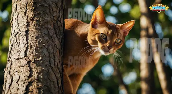 เจ้าเหมียว สายบู๊