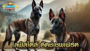 ไลฟ์สไตล์ ดัตช์เชพเพิร์ด