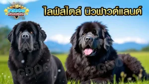 ไลฟ์สไตล์ นิวฟาวด์แลนด์