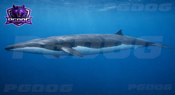 วาฬฟิน ใหญ่รองอันดับ