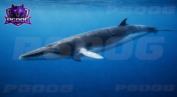 วาฬมิงค์ นักว่ายน้ำไว