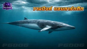 วาฬมิงค์ แอนตาร์กติก