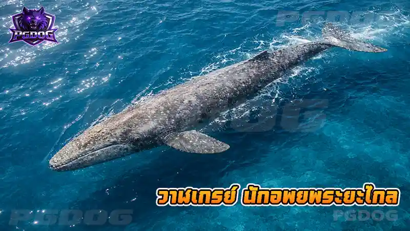 วาฬเกรย์ นักอพยพระยะไกล