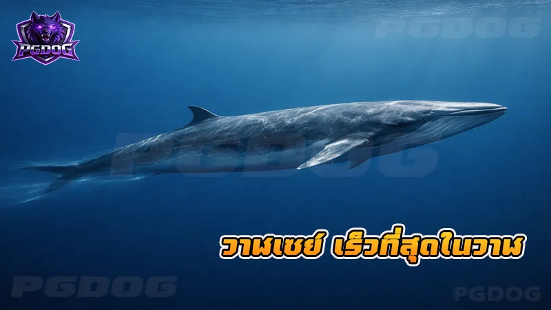 วาฬเซย์ เร็วที่สุดในวาฬ
