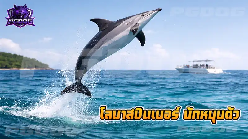 โลมาสปินเนอร์ นักหมุนตัว