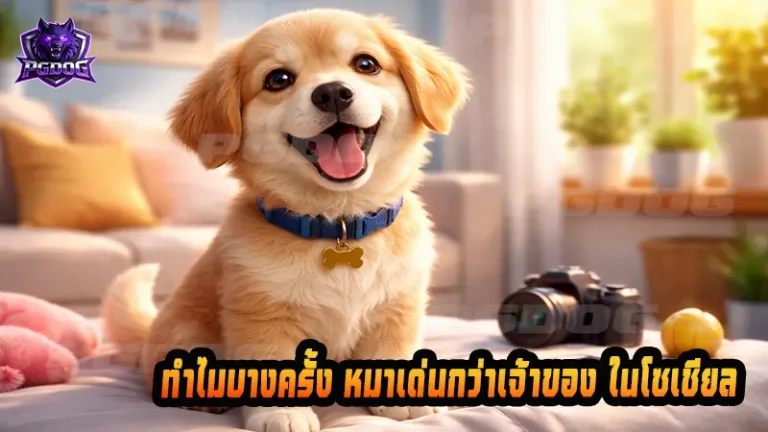 ทำไมบางครั้ง หมาเด่นกว่าเจ้าของ ในโซเชียล